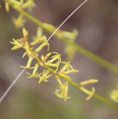 Stackhousia viminea (Slender Stackhousia) at Mongarlowe River - 1 Dec 2022 by LisaH