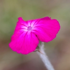 Silene coronaria (Rose Campion) at Mongarlowe River - 1 Dec 2022 by LisaH