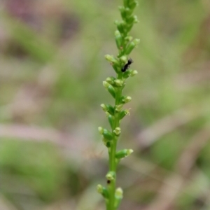 Microtis parviflora at Mongarlowe, NSW - suppressed