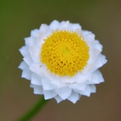 Ammobium alatum (Winged Everlasting) at Mongarlowe, NSW - 1 Dec 2022 by LisaH