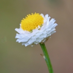 Ammobium alatum at Mongarlowe, NSW - 1 Dec 2022