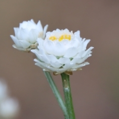 Ammobium alatum at Mongarlowe, NSW - 1 Dec 2022