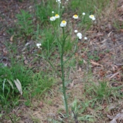 Ammobium alatum at Mongarlowe, NSW - 1 Dec 2022