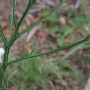 Ammobium alatum at Mongarlowe, NSW - suppressed