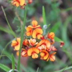 Pultenaea sp. at Mongarlowe, NSW - 1 Dec 2022 by LisaH