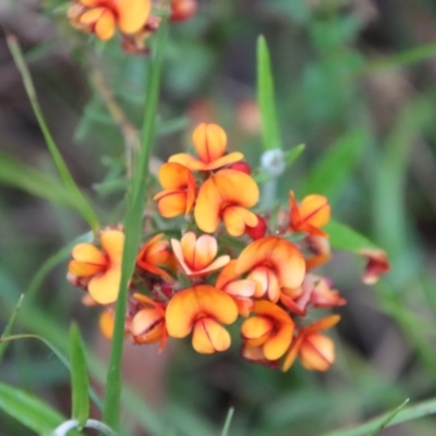 Pultenaea sp. at Mongarlowe, NSW - 1 Dec 2022 by LisaH