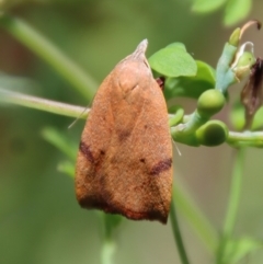 Tortricopsis uncinella at Hughes, ACT - suppressed