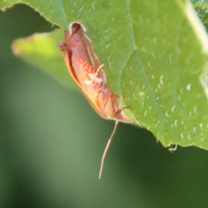 Tortricopsis uncinella at Hughes, ACT - suppressed