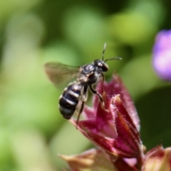 Lasioglossum (Chilalictus) sp. (genus & subgenus) (Halictid bee) at Hughes, ACT - 3 Dec 2022 by LisaH