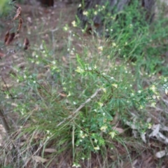 Pimelea linifolia subsp. linifolia (Queen of the Bush, Slender Rice-flower) at Moruya, NSW - 17 Nov 2022 by LisaH
