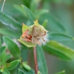 Pimelea linifolia subsp. linifolia at Moruya, NSW - suppressed
