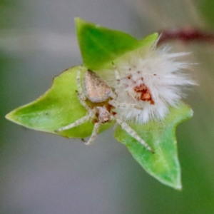 Pimelea linifolia subsp. linifolia at Moruya, NSW - suppressed