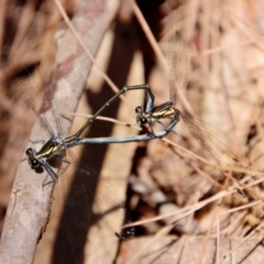 Austroargiolestes icteromelas (Common Flatwing) at Moruya, NSW - 17 Nov 2022 by LisaH