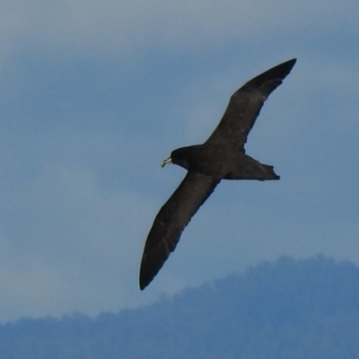 Procellaria aequinoctialis (White-chinned Petrel) at Eden, NSW - 29 Oct 2022 by Liam.m