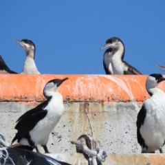 Phalacrocorax fuscescens (Black-faced Cormorant) at Edrom, NSW - 30 Oct 2022 by Liam.m