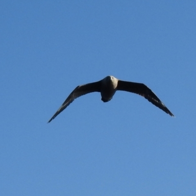 Stercorarius maccormicki (South Polar Skua) at Eden, NSW - 30 Oct 2022 by Liam.m