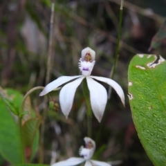 Caladenia dimorpha (Spicy Caps) at Palerang, NSW - 12 Nov 2022 by Liam.m