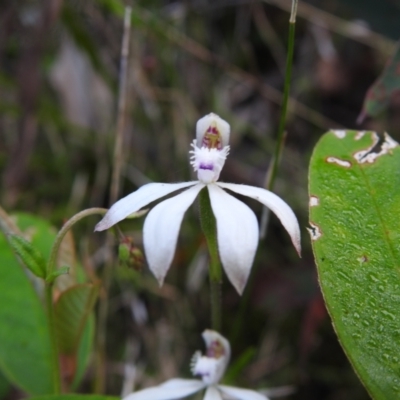 Caladenia dimorpha at Palerang, NSW - 11 Nov 2022 by Liam.m