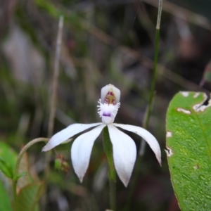 Caladenia dimorpha at Palerang, NSW - 12 Nov 2022