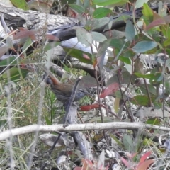 Hylacola pyrrhopygia (Chestnut-rumped Heathwren) at Palerang, NSW - 12 Nov 2022 by Liam.m