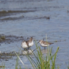 Calidris ruficollis (Red-necked Stint) at Fyshwick, ACT - 16 Nov 2022 by Liam.m