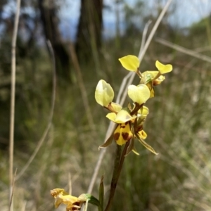 Diuris sulphurea at Conder, ACT - suppressed