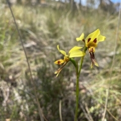 Diuris sulphurea at Conder, ACT - suppressed