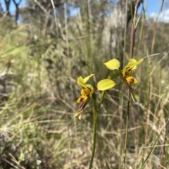 Diuris sulphurea at Conder, ACT - suppressed