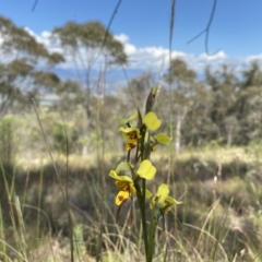 Diuris sulphurea at Conder, ACT - suppressed