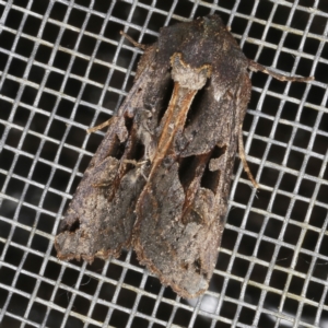 Neumichtis mesophaea at O'Connor, ACT - 3 Dec 2022 08:40 PM