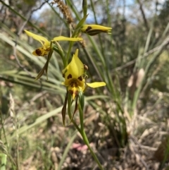 Diuris sulphurea at Conder, ACT - 4 Dec 2022