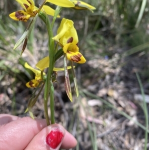 Diuris sulphurea at Conder, ACT - 4 Dec 2022