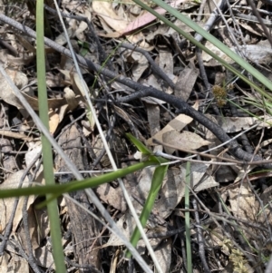 Diuris sulphurea at Conder, ACT - 4 Dec 2022