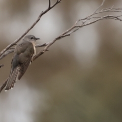 Cacomantis variolosus (Brush Cuckoo) at Carwoola, NSW - 30 Nov 2022 by Liam.m