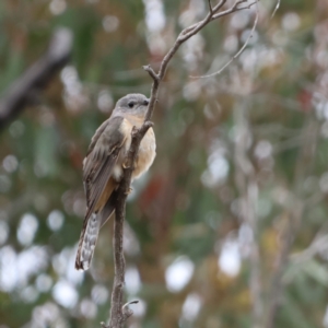 Cacomantis variolosus at Carwoola, NSW - suppressed