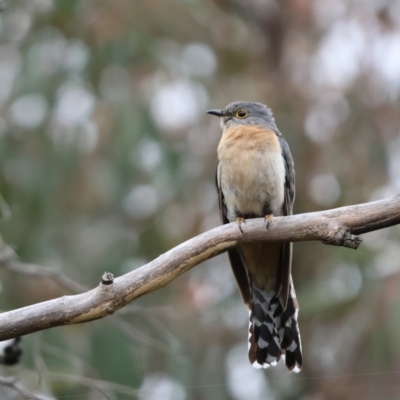 Cacomantis flabelliformis (Fan-tailed Cuckoo) at Carwoola, NSW - 30 Nov 2022 by Liam.m