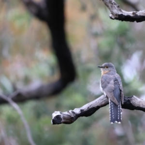 Cacomantis flabelliformis at Carwoola, NSW - 1 Dec 2022