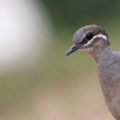 Phaps chalcoptera (Common Bronzewing) at Carwoola, NSW - 1 Dec 2022 by Liam.m