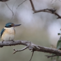 Todiramphus sanctus (Sacred Kingfisher) at Carwoola, NSW - 1 Dec 2022 by Liam.m