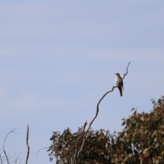 Cacomantis pallidus (Pallid Cuckoo) at Carwoola, NSW - 3 Dec 2022 by Liam.m