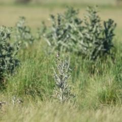 Epthianura albifrons (White-fronted Chat) at Tarago, NSW - 3 Dec 2022 by Liam.m