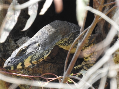 Varanus varius (Lace Monitor) at Kambah, ACT - 4 Dec 2022 by HelenCross