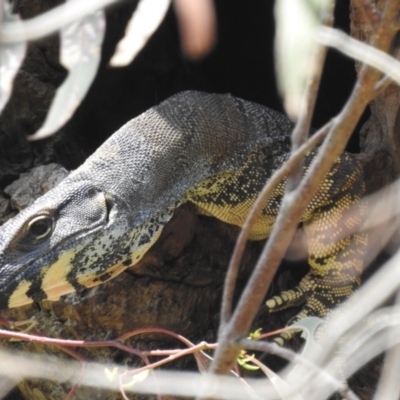 Varanus varius (Lace Monitor) at suppressed - 4 Dec 2022 by HelenCross