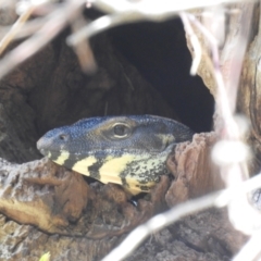 Varanus varius at Kambah, ACT - suppressed