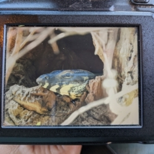 Varanus varius at Kambah, ACT - suppressed