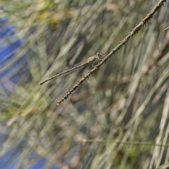 Austrolestes leda (Wandering Ringtail) at Higgins, ACT - 4 Dec 2022 by MichaelWenke