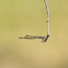 Austrolestes leda at Higgins, ACT - 4 Dec 2022