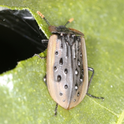 Ptomaphila lacrymosa (Carrion Beetle) at O'Connor, ACT - 3 Dec 2022 by ibaird