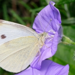 Pieris rapae (Cabbage White) at Downer, ACT - 4 Dec 2022 by RobertD