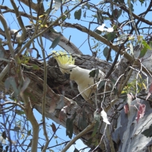 Cacatua galerita at Kambah, ACT - 4 Dec 2022